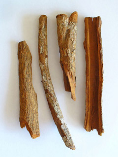 Cinchona officinalis Lojabark Cinchona officinalis Lojabark